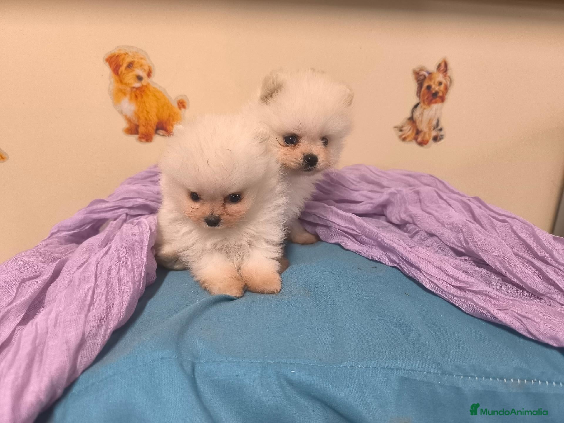 Pomerania perros Pomerania miniatura en mallorca - Anuncio 1