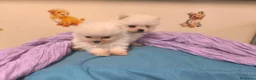 Pomerania perros en venta: Pomerania miniatura en mallorca - Anuncio 1