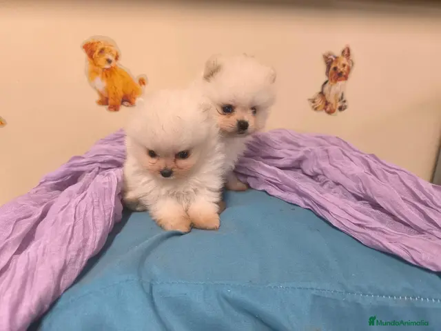 Pomerania perros en venta: Pomerania miniatura en mallorca - Anuncio 1