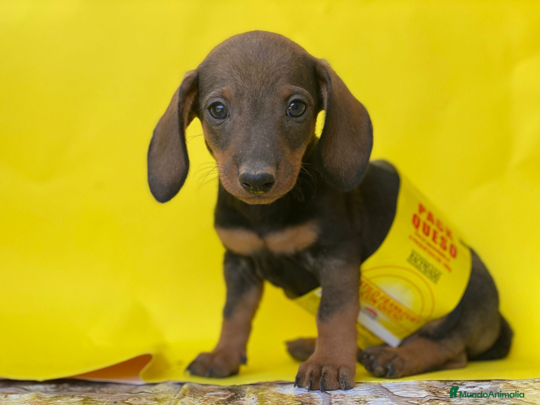 Teckel perros TECKEL //// PRECIOSIDADES  en Badajoz - Anuncio 32