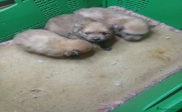 Pomerania perros - Propaganda 2