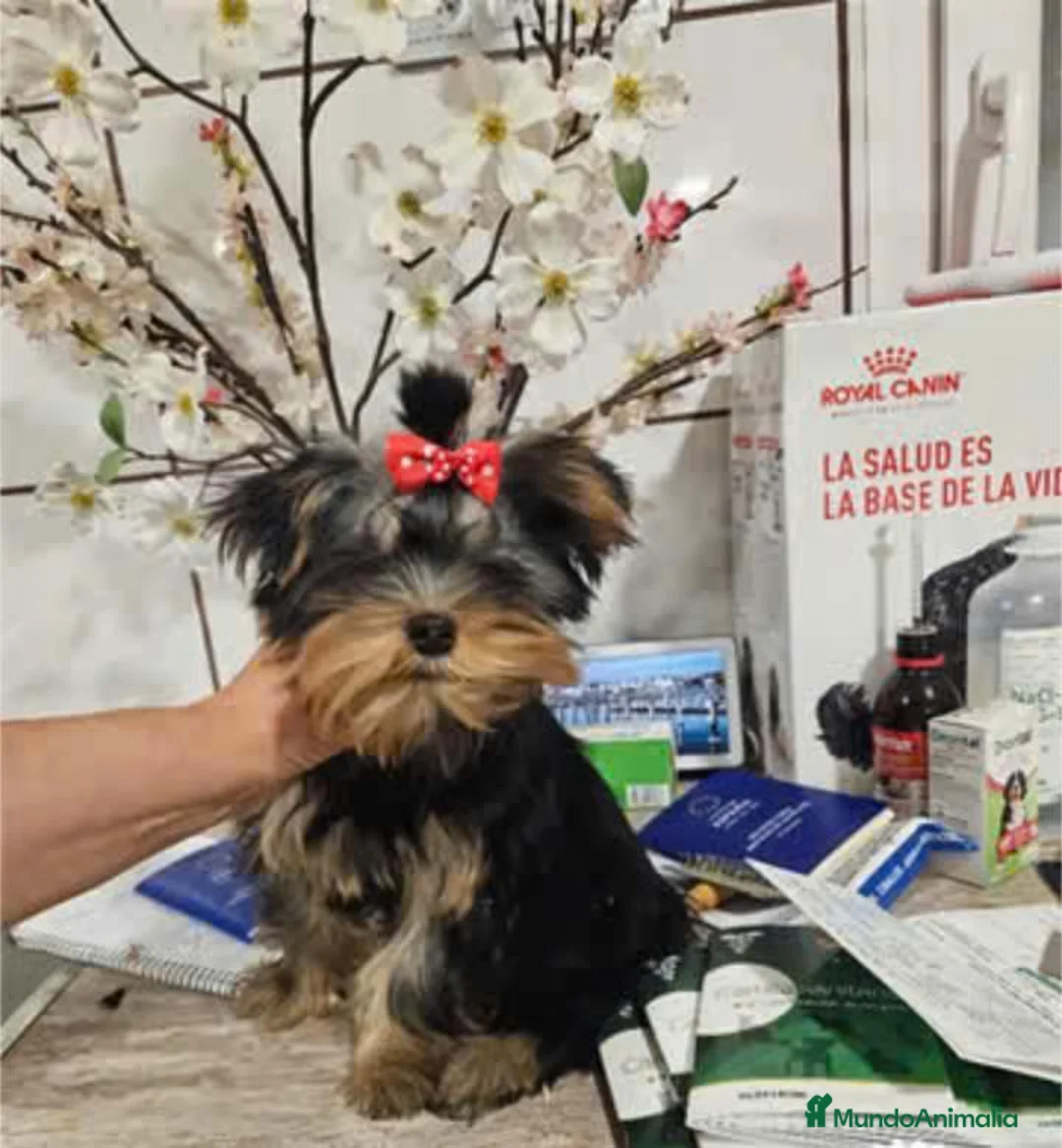 Yorkshire Terrier perros en venta: Yorkshire Terrier - Anuncio 4
