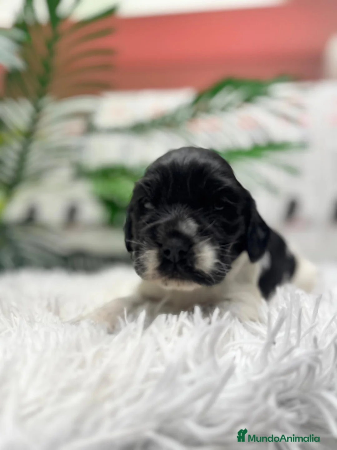 Cocker Spaniel Inglés perros en venta: COCKER SPANIEL INGLES - Anuncio 4