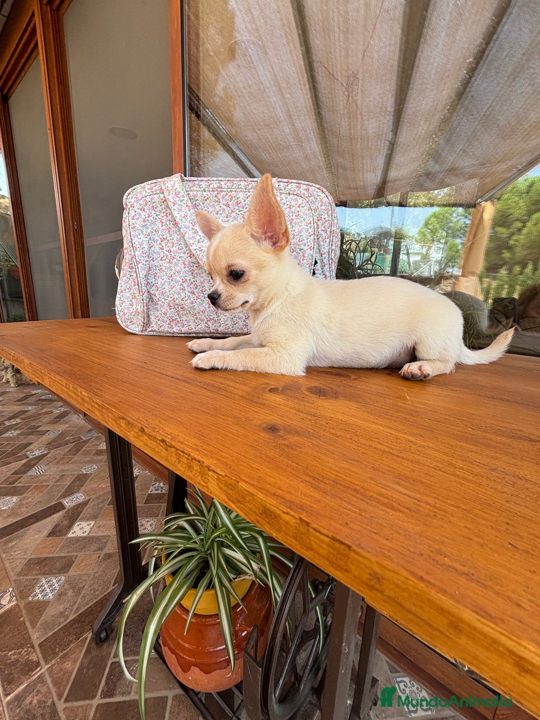 Chihuahua perros en venta: Chihuahua Toy Hwmbra  - Anuncio 2