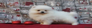 Pomerania Cachorro 1