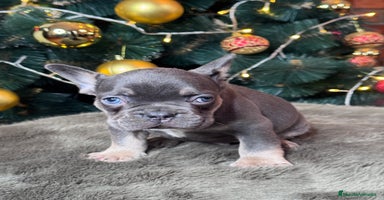 Bulldog Francés perros BULLDOG FRANCÉS /// LO MEJOR DE LO MEJOR  - Anuncio 9