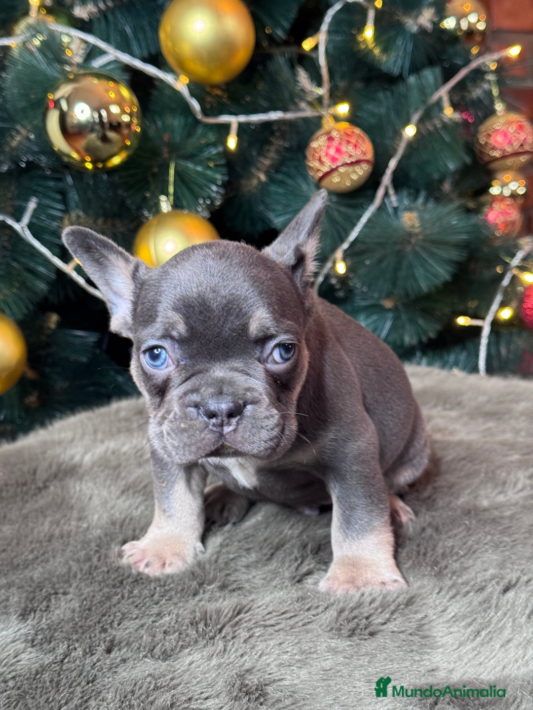 Bulldog Francés perros en venta: BULLDOG FRANCÉS /// LO MEJOR DE LO MEJOR  - Anuncio 3