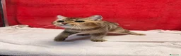 Británico de Pelo Corto gatos en venta: Monísimo British Golden Tabby Negro  - Anuncio 6