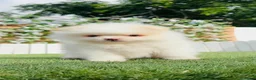Pomerania perros en venta: POMERANIA - Anuncio 8