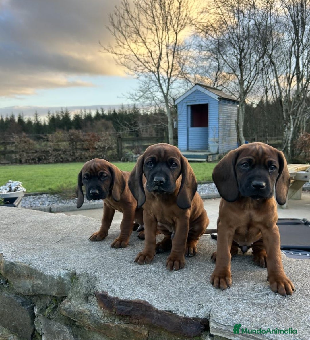 Sabueso de Sangre de Baviera perros SABUESO DE SANGRE BAVIERA  - Anuncio 4