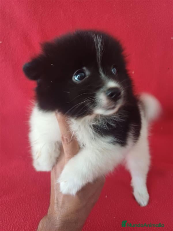 Pomerania perros Pomerania Panda  - Anuncio 2