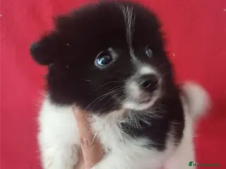 Pomerania perros Pomerania Panda - Anuncio 2