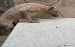 Whippet perros en venta: Whippet  - Imagen 9