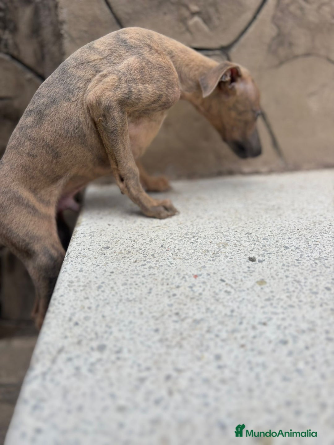 Whippet perros en venta: Whippet  - Imagen 9
