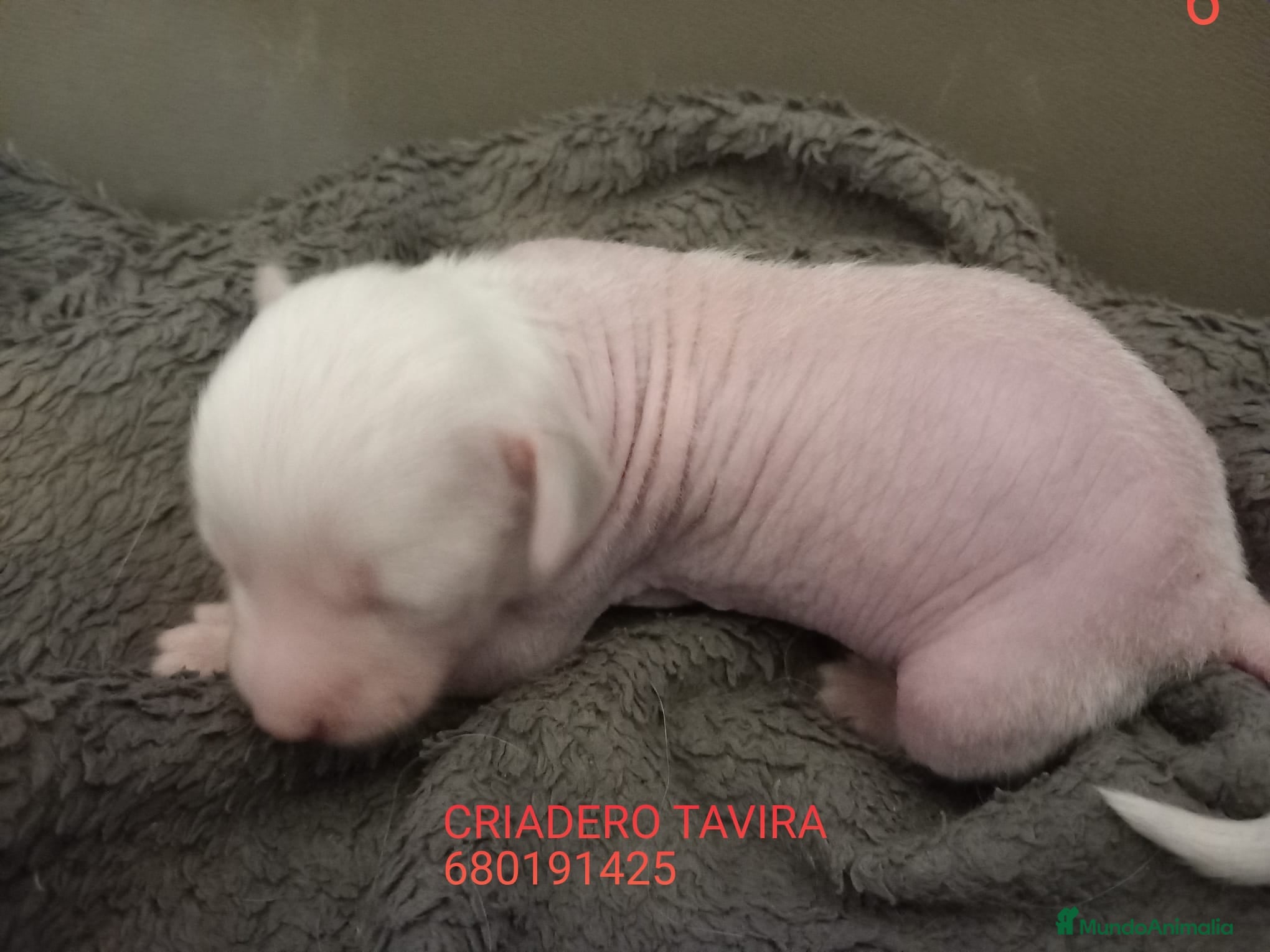 Perro Crestado Chino perros Crestados Chinos - Anuncio 5