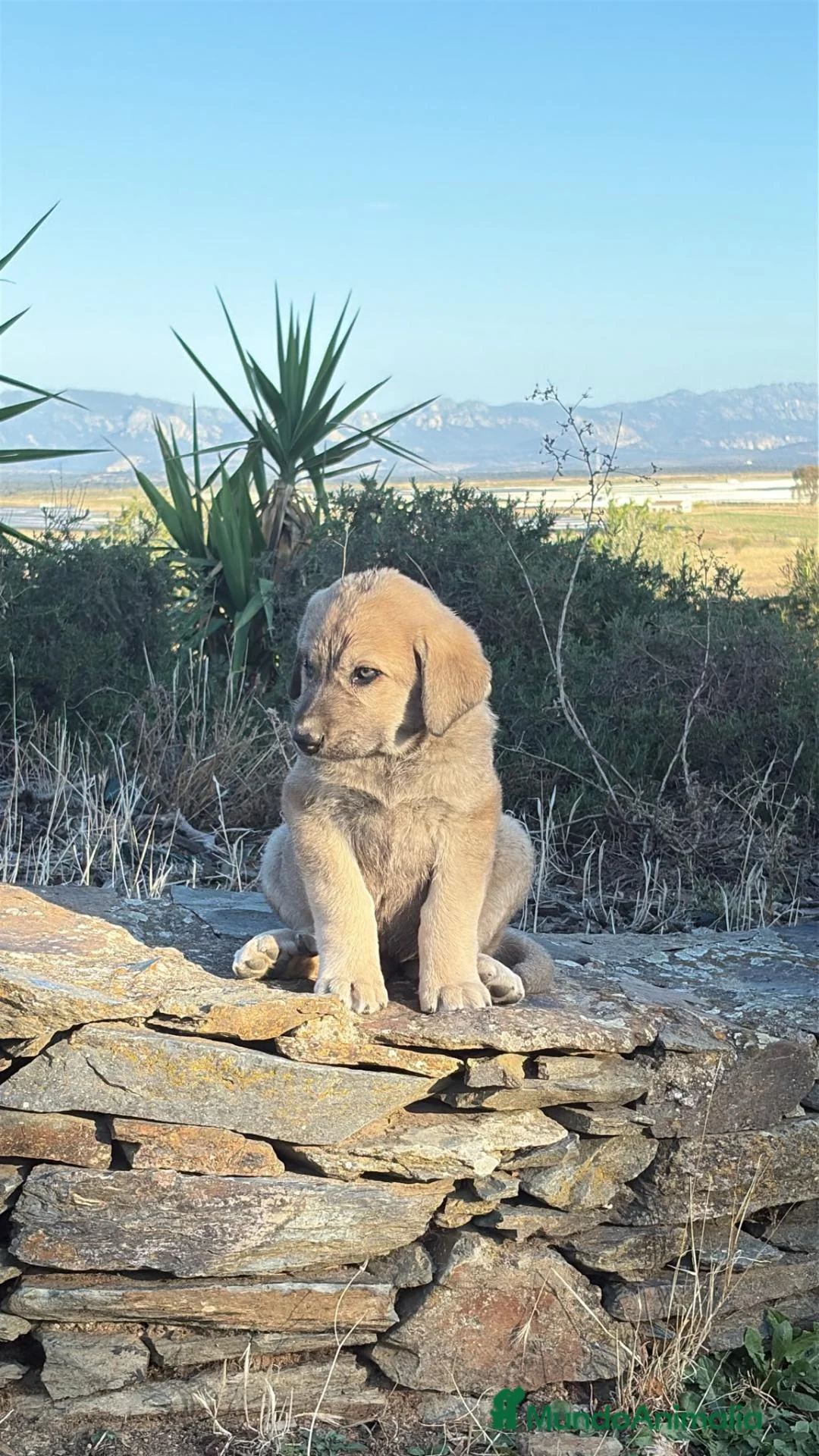 Mastín Español perros en venta: Camada de mastin español - Anuncio 2