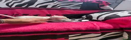 Chihuahua perros en venta: Chihuahua toy macho y hembra  en Barcelona - Anuncio 10