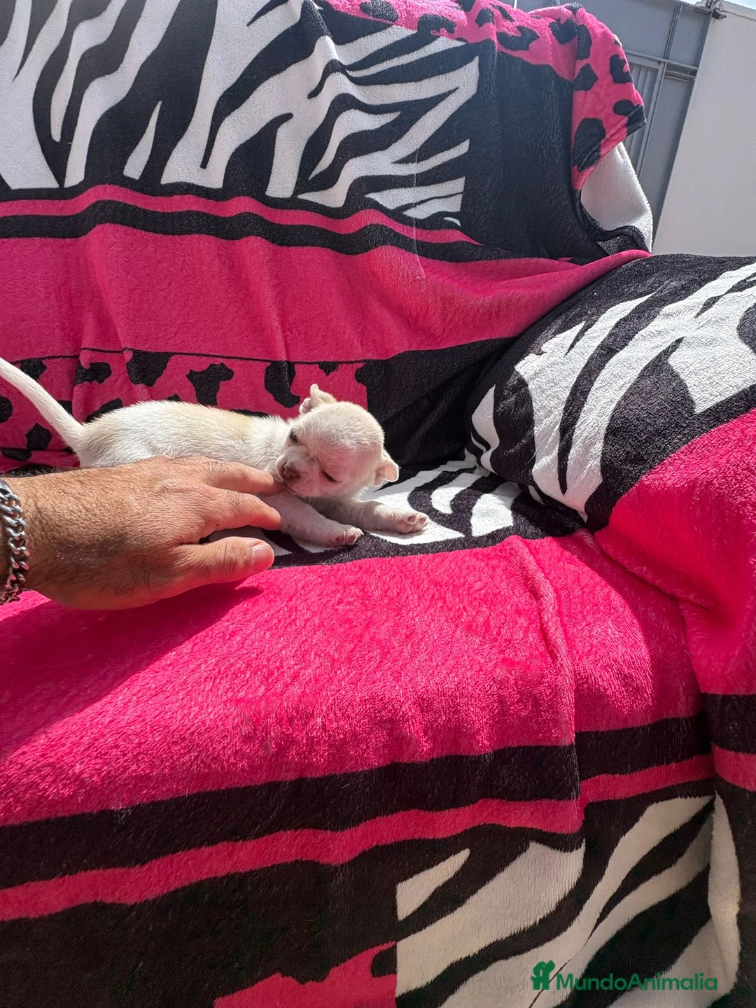 Chihuahua perros en venta: Chihuahua toy macho y hembra  en Barcelona - Anuncio 10