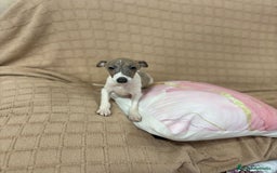 Pequeño Lebrel Italiano perros en venta: Lebrel italiano  - Imagen 1