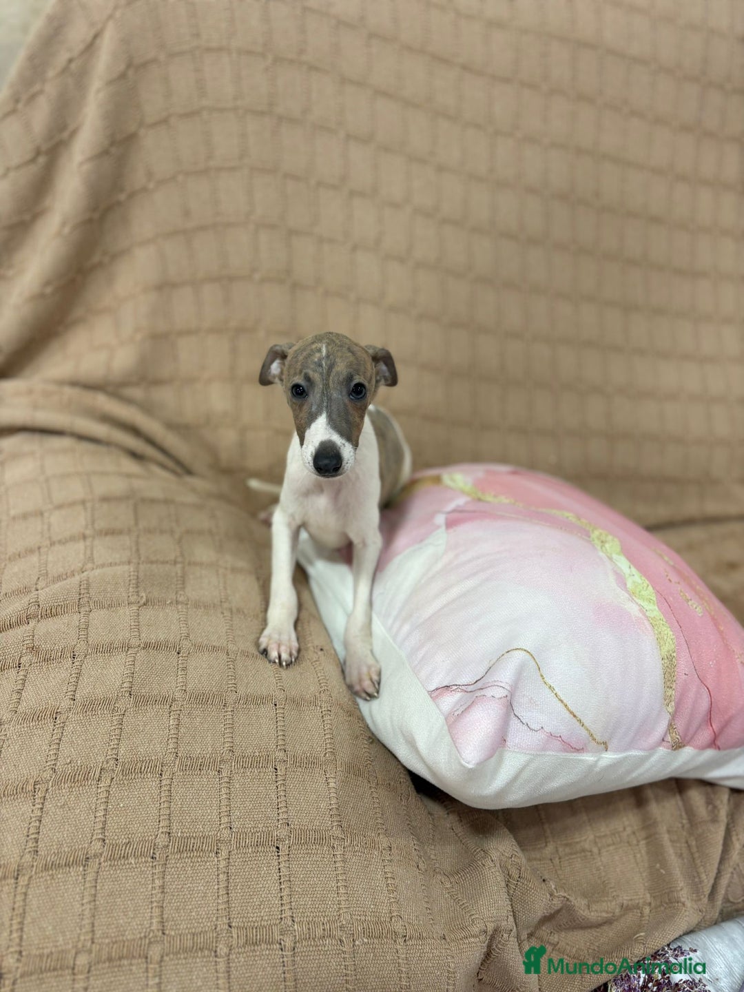 Pequeño Lebrel Italiano perros en venta: Lebrel italiano  - Imagen 1