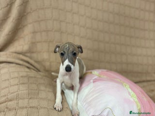 Pequeño Lebrel Italiano perros - Anuncio 11