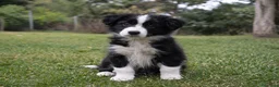 Border Collie perros en venta: Border collie  en Badajoz - Anuncio 1
