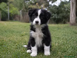 Border Collie perros Border collie - Anuncio 1