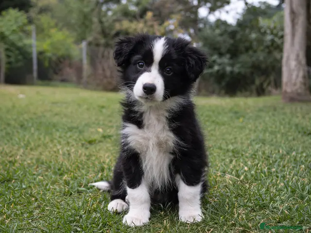 Border Collie perros Border collie - Anuncio 31