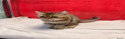 Británico de Pelo Corto gatos en venta: Monísimo British Golden Tabby Negro  - Anuncio 4