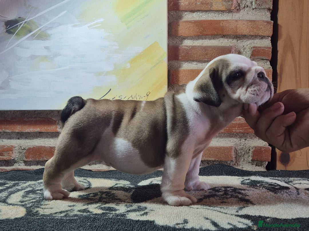 Bulldog Inglés perros en venta: Cachorro bulldog ingles  - Imagen 3