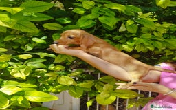 Teckel perros en venta: TECKEL PURA RAZA  - Imagen 3