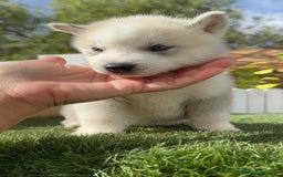 Husky Siberiano perros en venta: HUSKY SIBERIANO - Anuncio 11