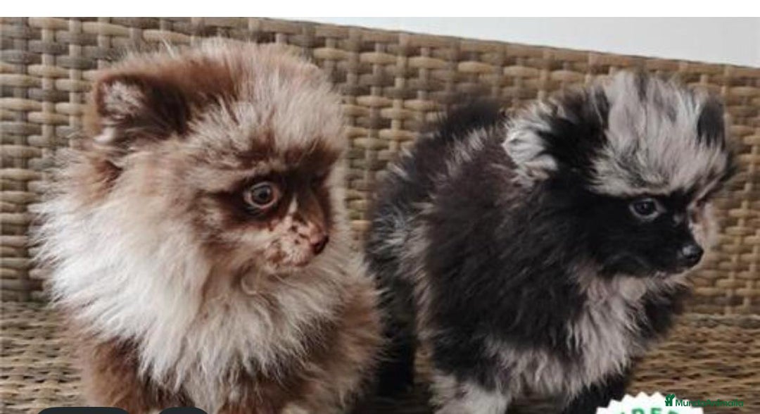 Pomerania perros en venta: Lulu pomerania  - Imagen 2