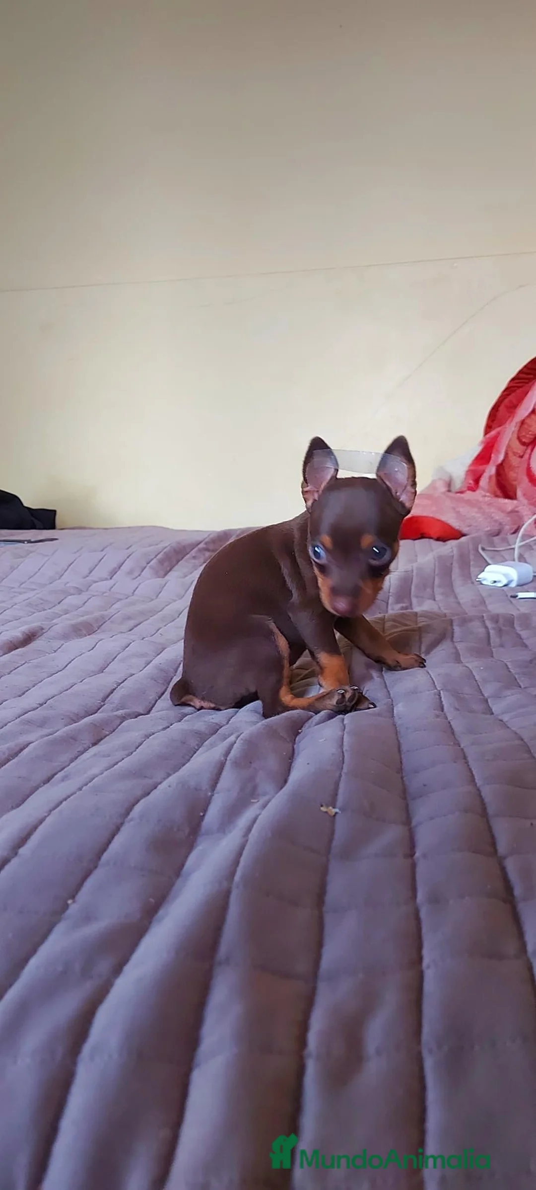 Pinscher Miniatura perros en venta: Pinscher miniatura ENTREGA A TODA ESPAÑA  en Ciudad Real - Anuncio 4