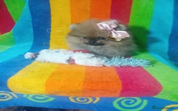 Pomerania perros en venta: Preciosos pomeranias americanos boo  - Imagen 7