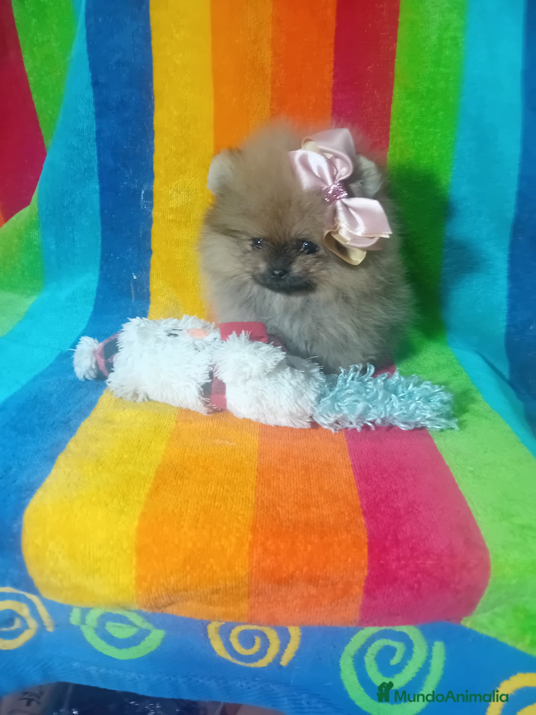 Pomerania perros en venta: Preciosos pomeranias americanos boo  - Imagen 7