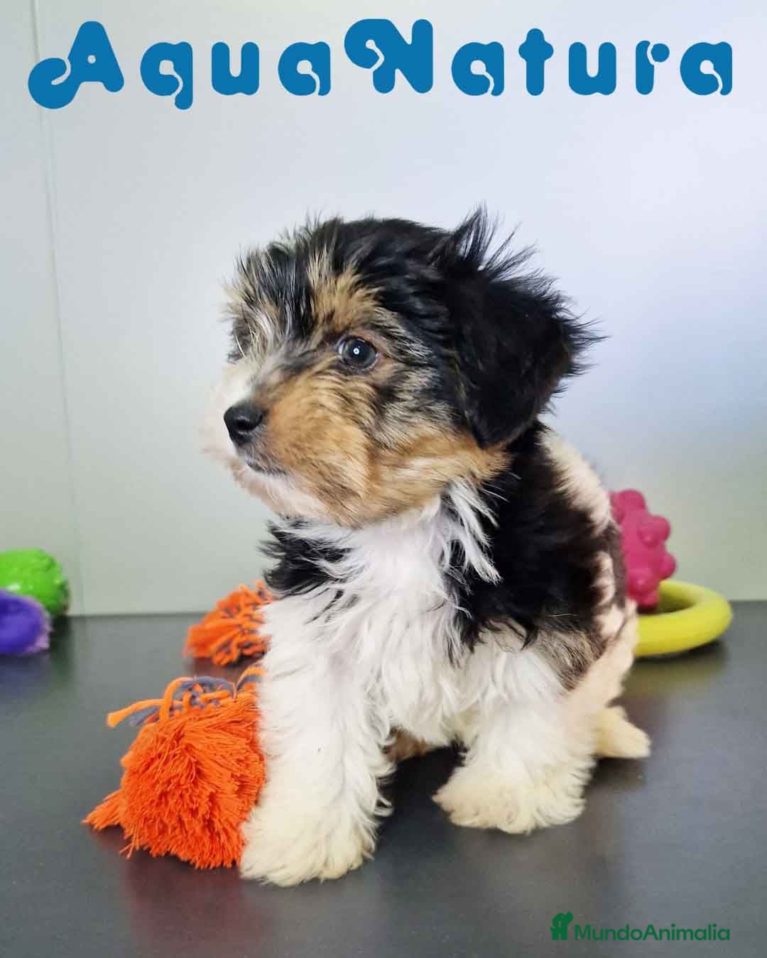 Biewer Yorkshire Terrier a la Pom Pon perros Yorkshire Biewer Macho CJMM 1762 AQUANATURA - Anuncio 1