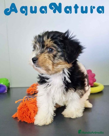 Biewer Yorkshire Terrier a la Pom Pon perros - Anuncio 6