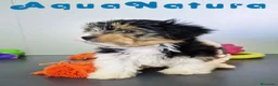 Biewer Yorkshire Terrier a la Pom Pon perros en venta: Yorkshire Biewer Macho CJMM 1762 AQUANATURA - Anuncio 1