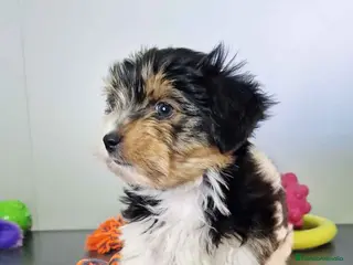 Biewer Yorkshire Terrier a la Pom Pon perros Yorkshire Biewer Macho CJMM 1762 AQUANATURA - Anuncio 7