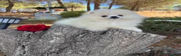 Pomerania perros en venta: Pomerania muy pequeñita con todas las vacunas  - Anuncio 2