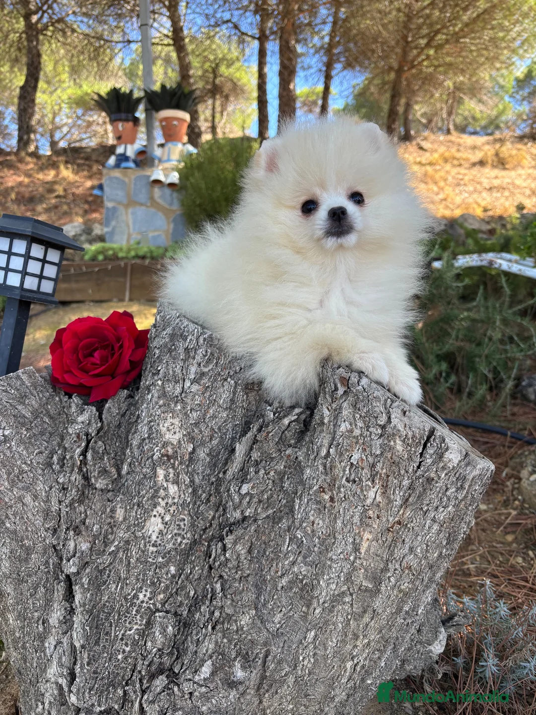 Pomerania perros en venta: Pomerania muy pequeñita con todas las vacunas  - Anuncio 2