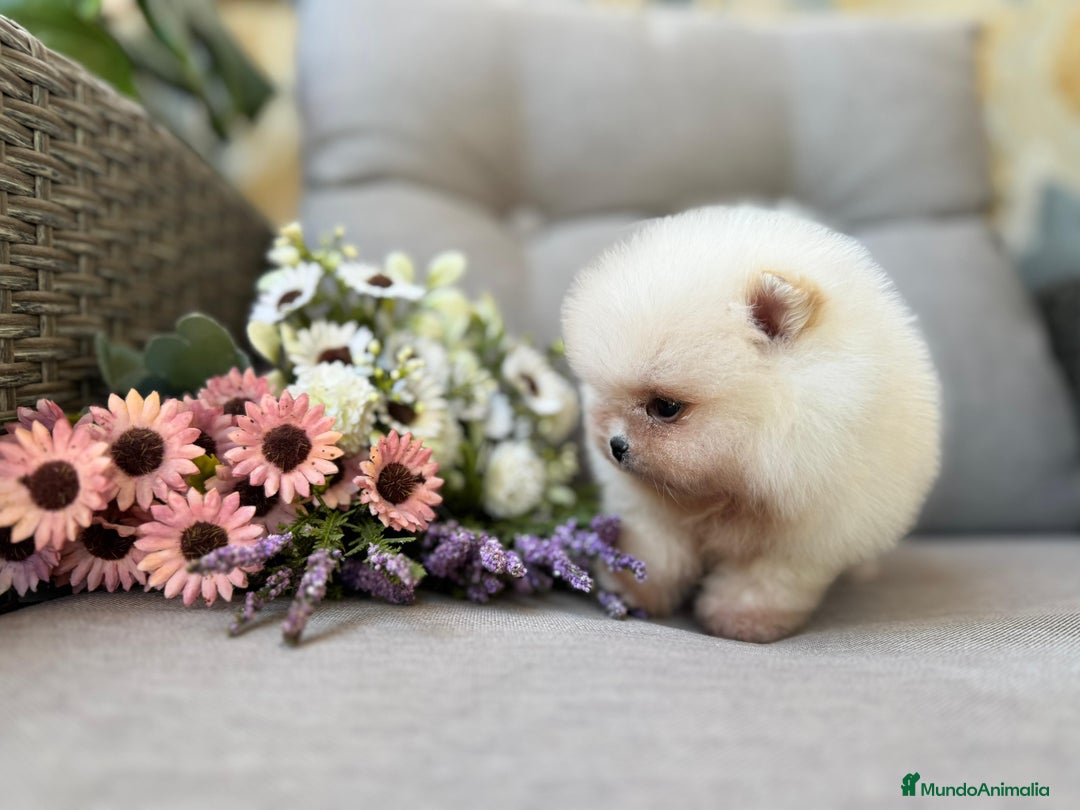 Pomerania perros en venta: POMERANIAS EXCLUSIVOS  - Imagen 2