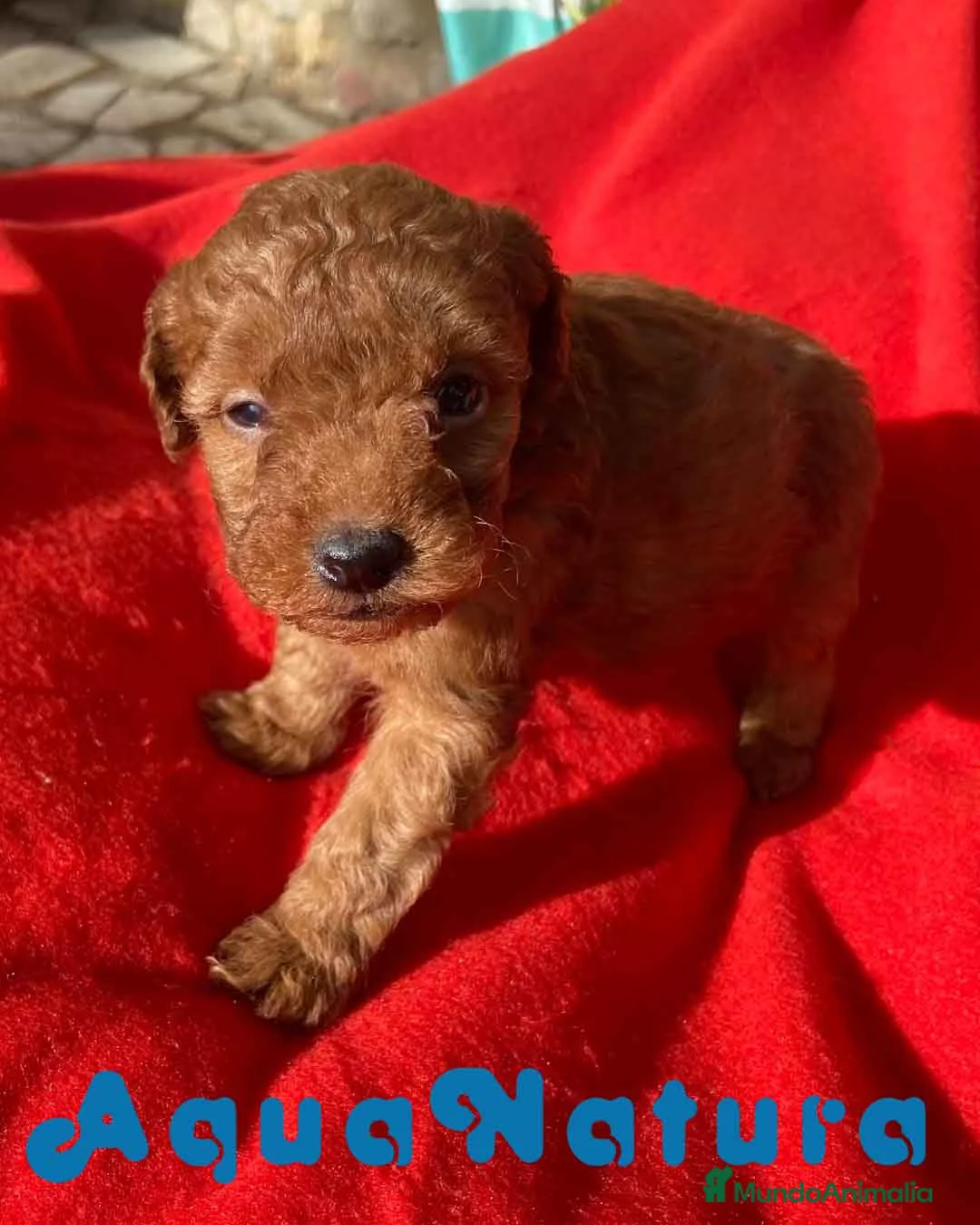 Caniche Toy perros en venta: Caniche Macho 7349 de Camila - AQUANATURA en Barcelona - Anuncio 4