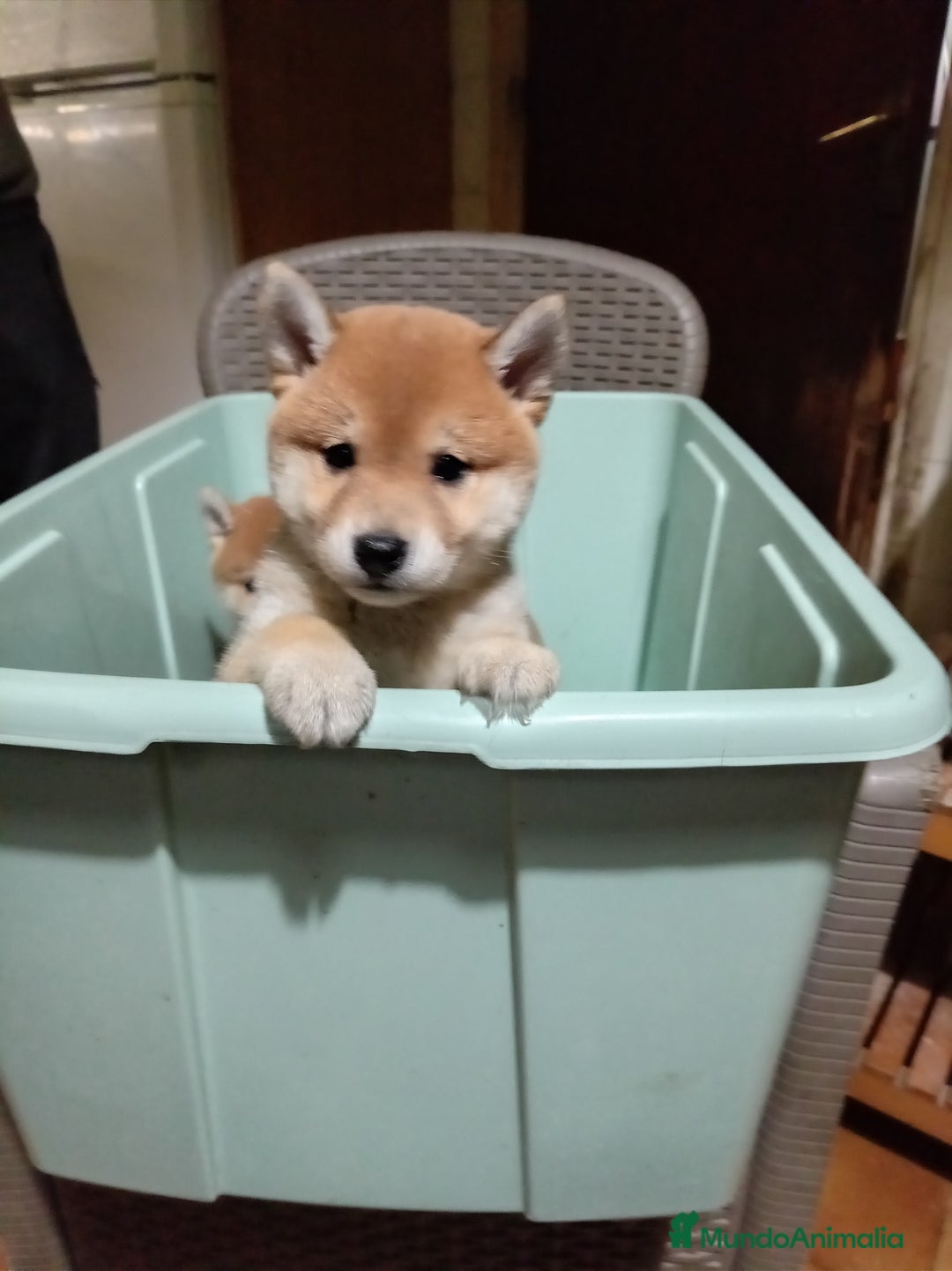 Shiba Inu perros en venta: Shiba inu - Anuncio 1