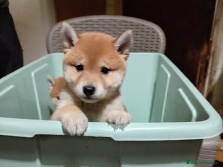 Shiba Inu perros Shiba inu - Anuncio 1