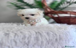 Bichón Maltés perros en venta: BICHON MALTES HEMBRA - Imagen 8