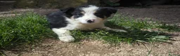 Border Collie perros en venta: Cachorros border collie varios colores! - Anuncio 13