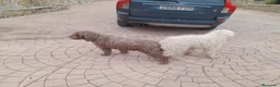 Perro de Agua Español perros en venta: Perro de agua  - Anuncio 1