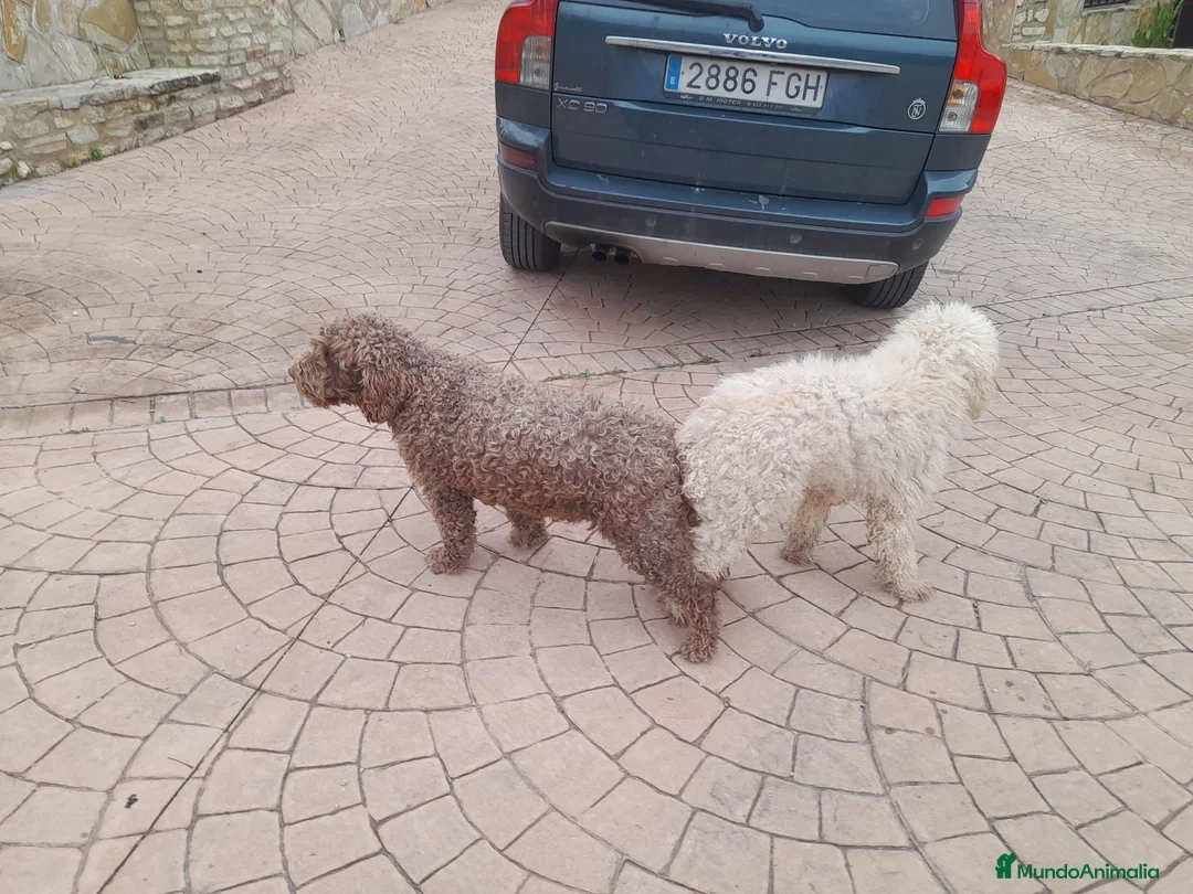 Perro de Agua Español perros en venta: Perro de agua  - Anuncio 1